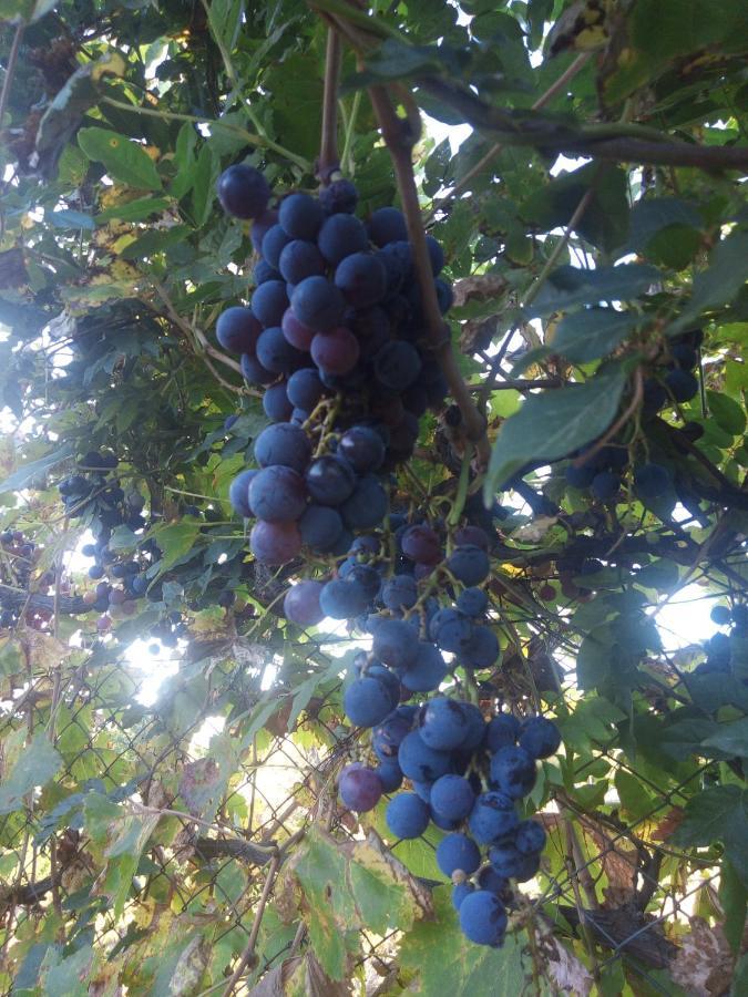 Loft Los Cerezos en VISTALBA, zona de viñedos y bodegas Lujan de Cuyo Exterior foto