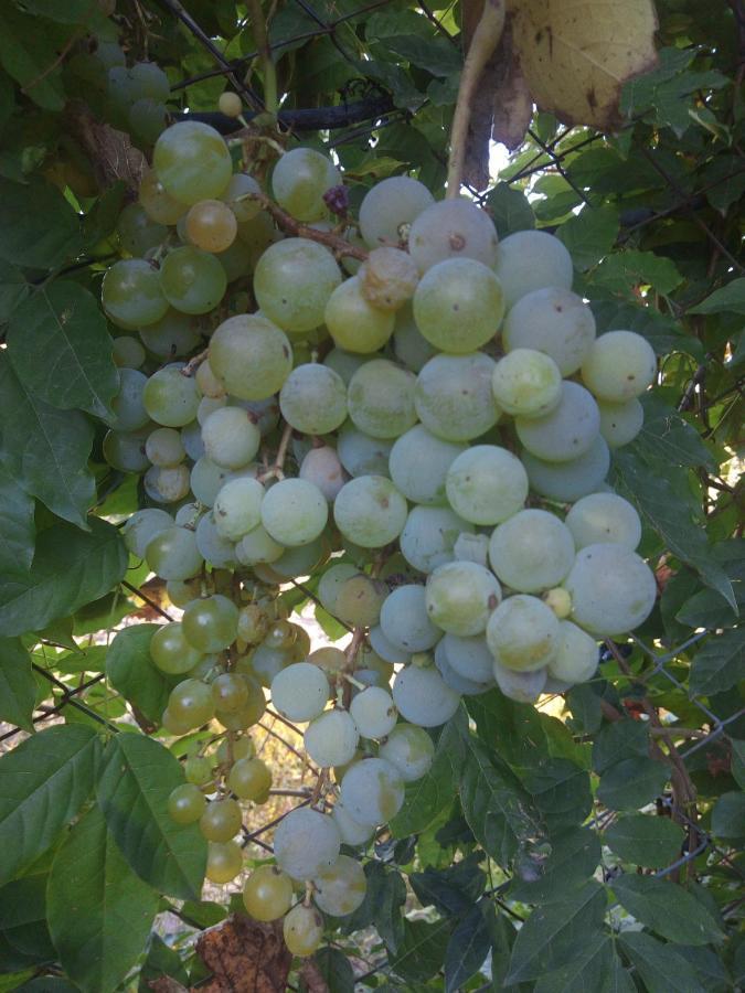 Loft Los Cerezos en VISTALBA, zona de viñedos y bodegas Lujan de Cuyo Exterior foto